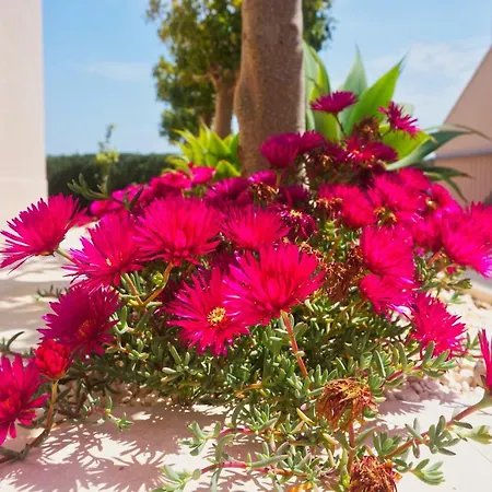 Appartement Casa Laranja, Aromas *